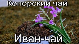 Как приготовить иван-чай (копорский чай). Технология изготовления копорского чая. Как приготовить иван-чай (копорский чай). Технология изготовления копорского чая.