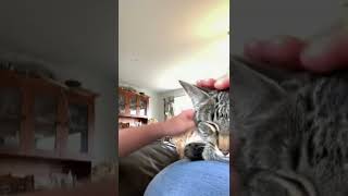 Lucy The kitten on my lap, part two￼ by Hakas, kittens and more 1 view 1 year ago 1 minute, 20 seconds