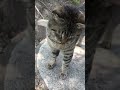 「ニャッハー!」鳴き声が笑えるし可愛いし笑顔くれるキジトラ猫 #shortsvideo