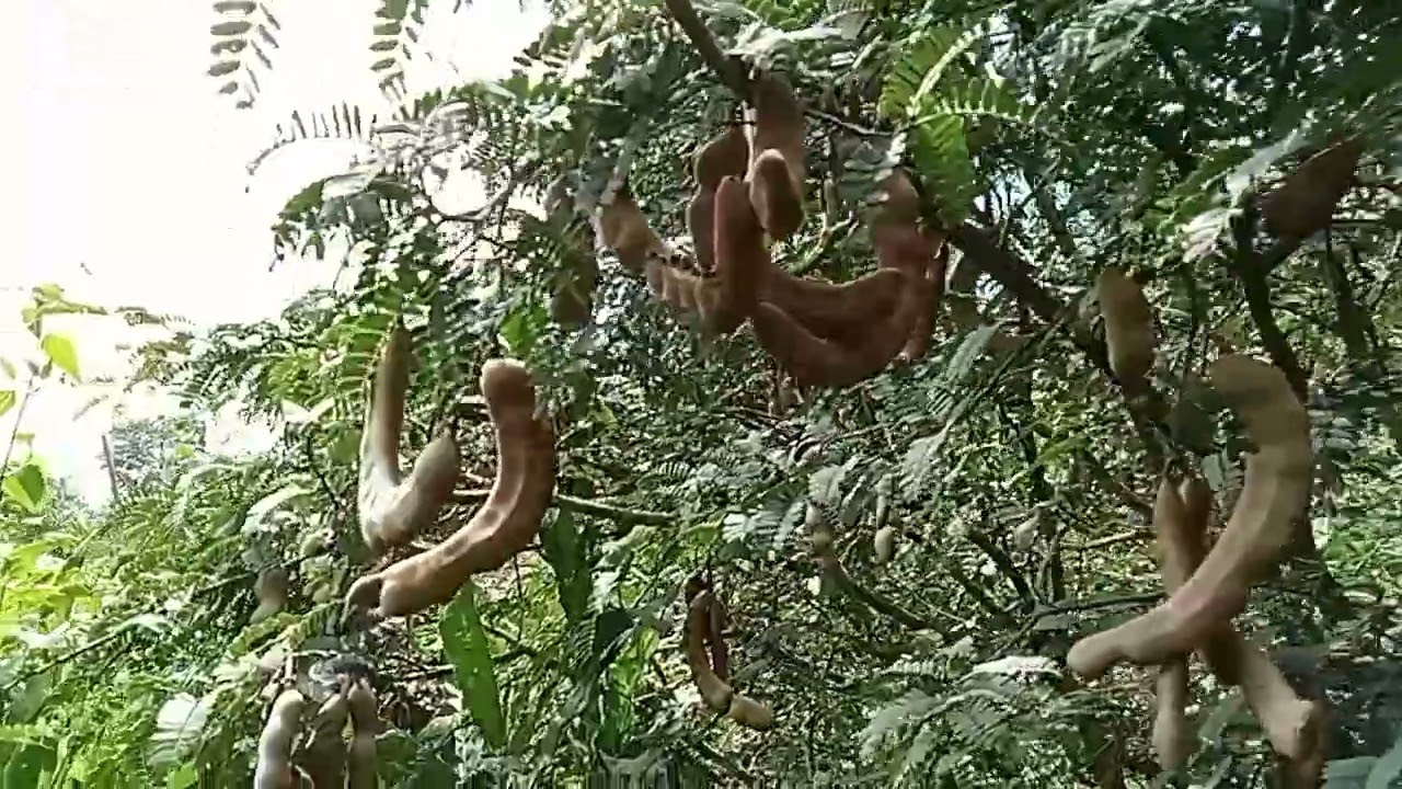 เปรี้ยวสุดๆมะขามปลาหมึกยักษ์ฝักโตๆใหญ่ๆ