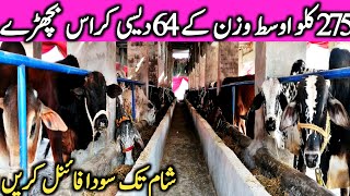 Desi And Desi Cross Bachre For Qurbani And Slaughter House Global Village Farming