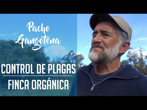 Video: ¿Cómo puede la agricultura ecológica controlar las plagas?