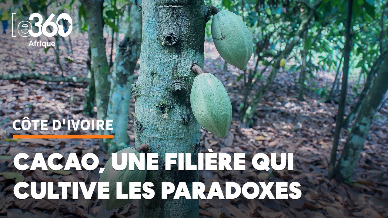 Côte d’ivoire: cacao, voilà une filière qui cultive les paradoxes