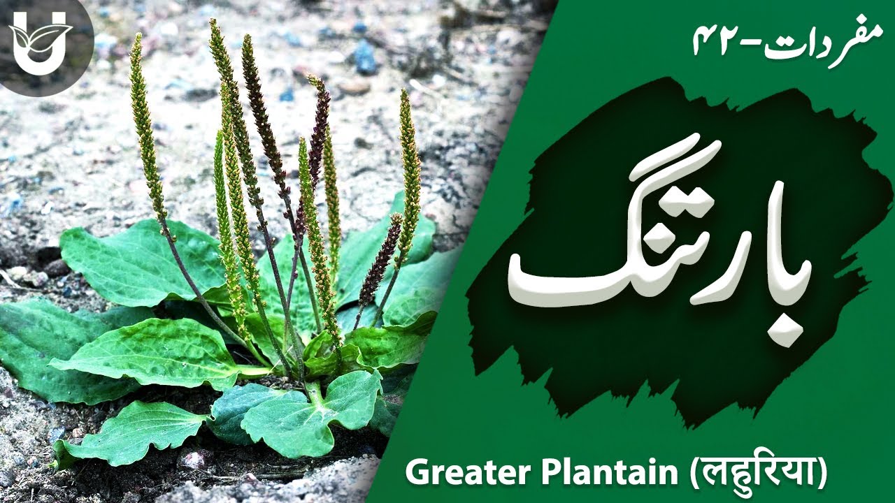 Baartang / Greater Plantain / लहुरिया  /بارتنگ