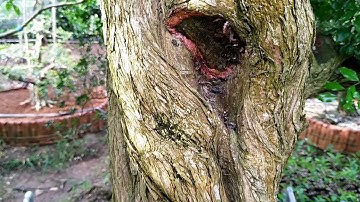 Chăm sóc cây nguyệt quế khủng Tiền Giang