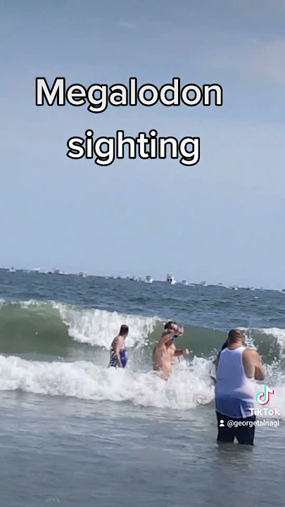 Megalodon sighting