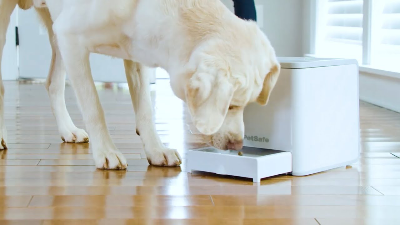 Reward Your Dog - PetSafe® Teach & Treat Remote Reward Trainer