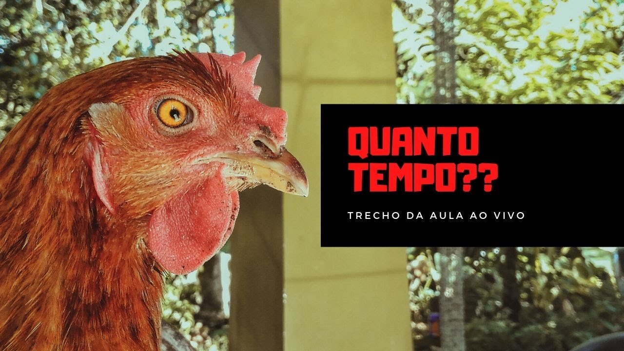 Quantos Dias Leva Para Chocar Ovo De Galinha