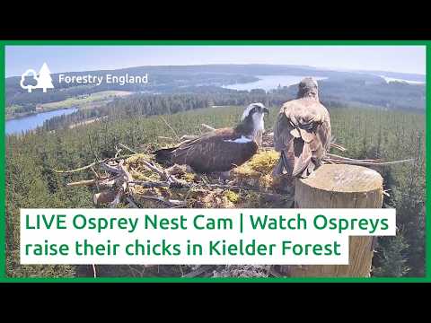 LIVE Osprey Nest Cam | Watch Ospreys Raise Their Chicks in Kielder Forest 🦅 (Nest 12)