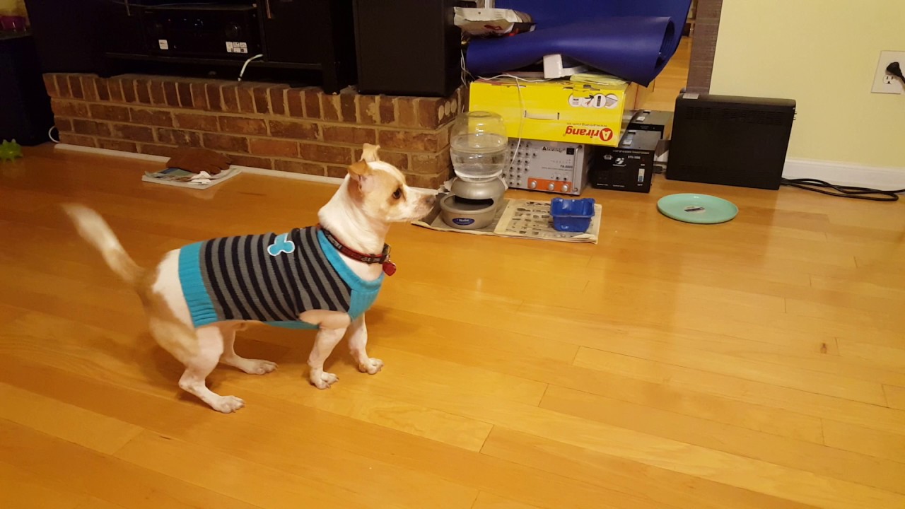 How to trick your dog to take pill YouTube