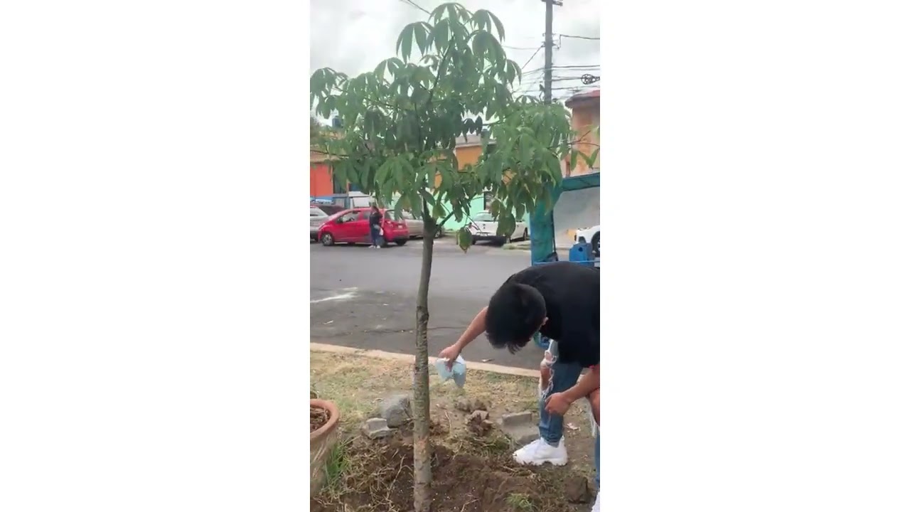 Reforestation Project ✨