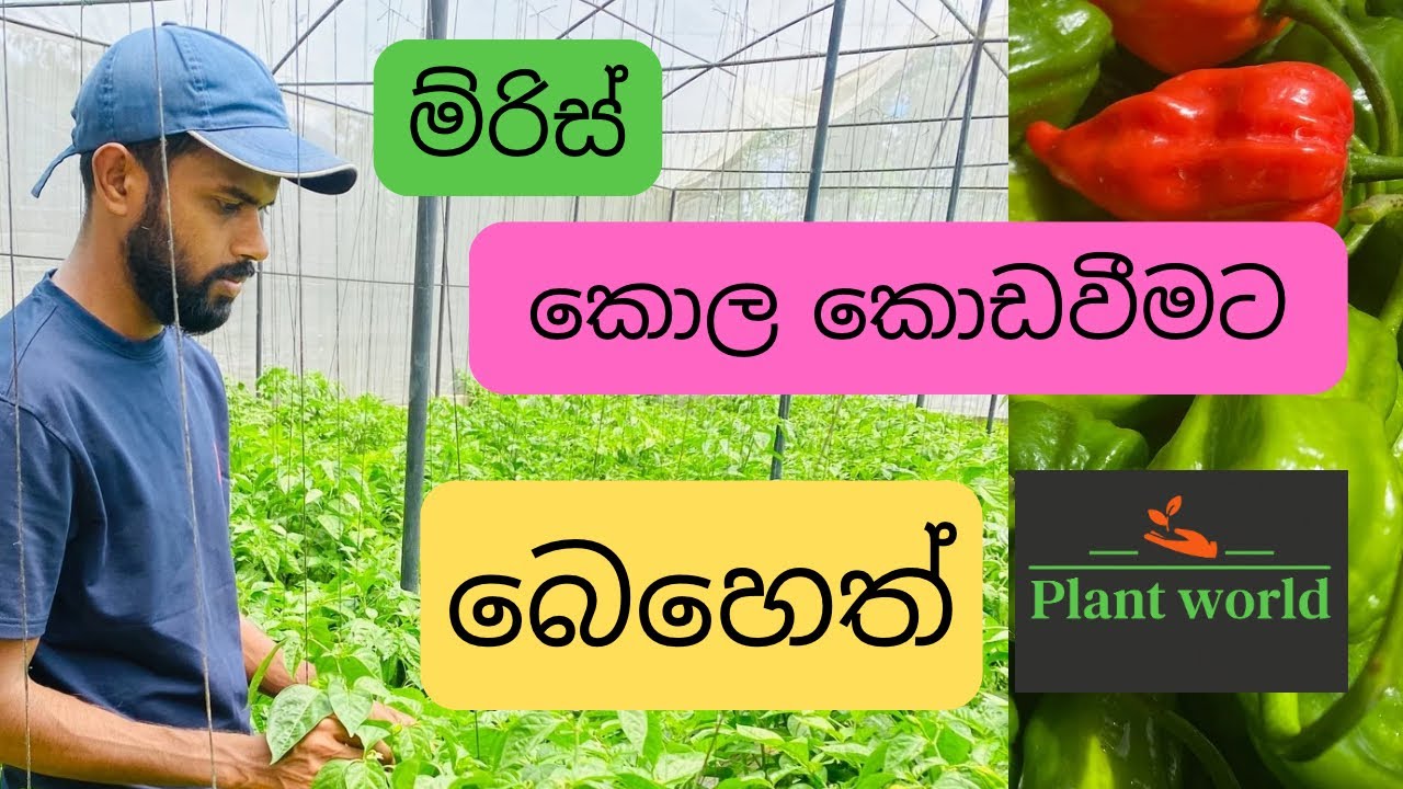 මිරිස් කොල කොඩවීම හදුනාගෑනීම සහ අලුත්ම බෙහෙත් සෙට් එක..miris kola koda weemata beheth.