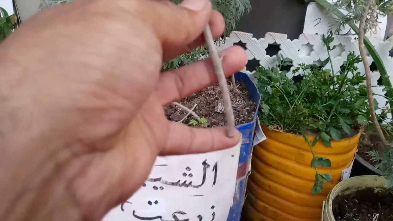 الشيبة شرح طريقة الزراعة في المنزل.