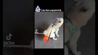 Löp Diye Yapıştırdı