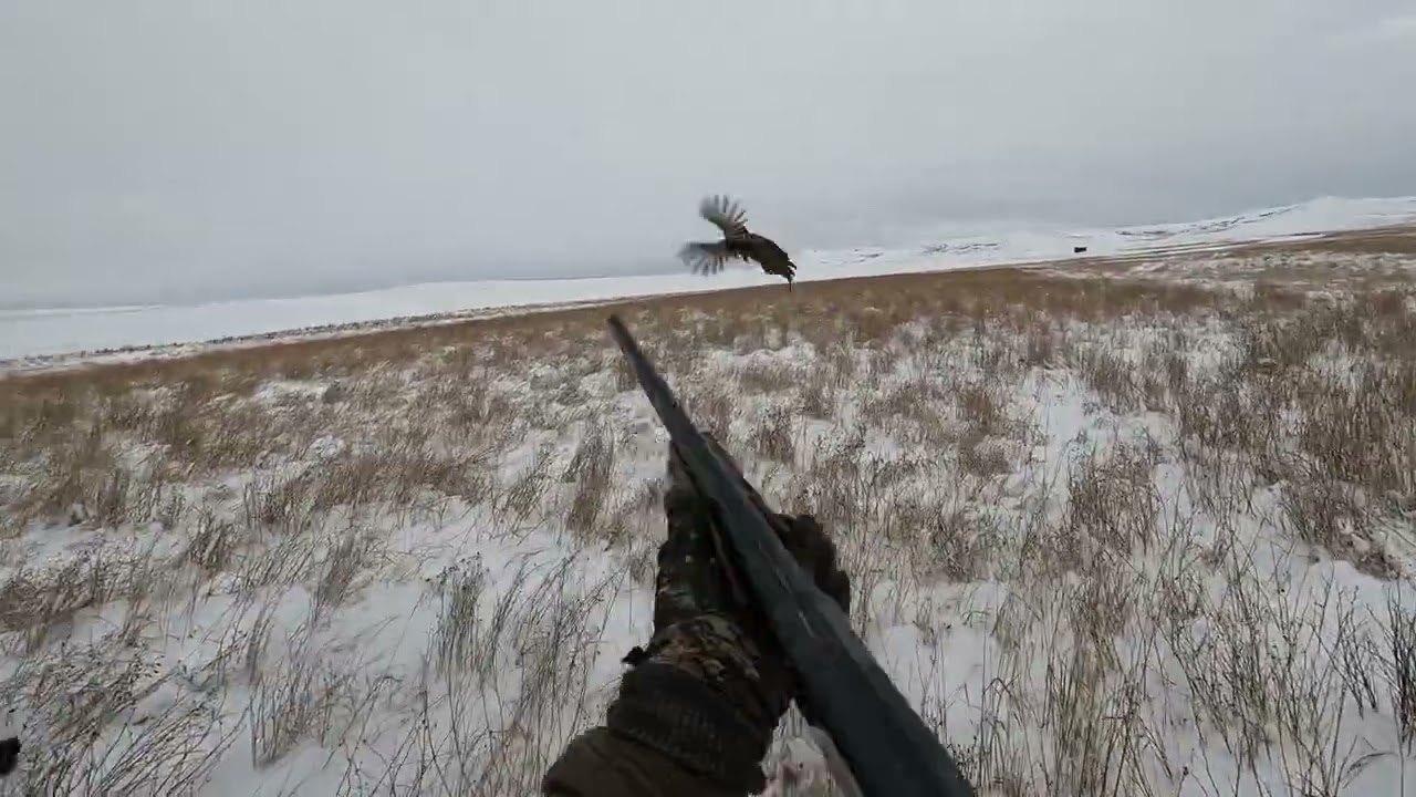 Pheasant Rooster Winter Point by Gordon Setter