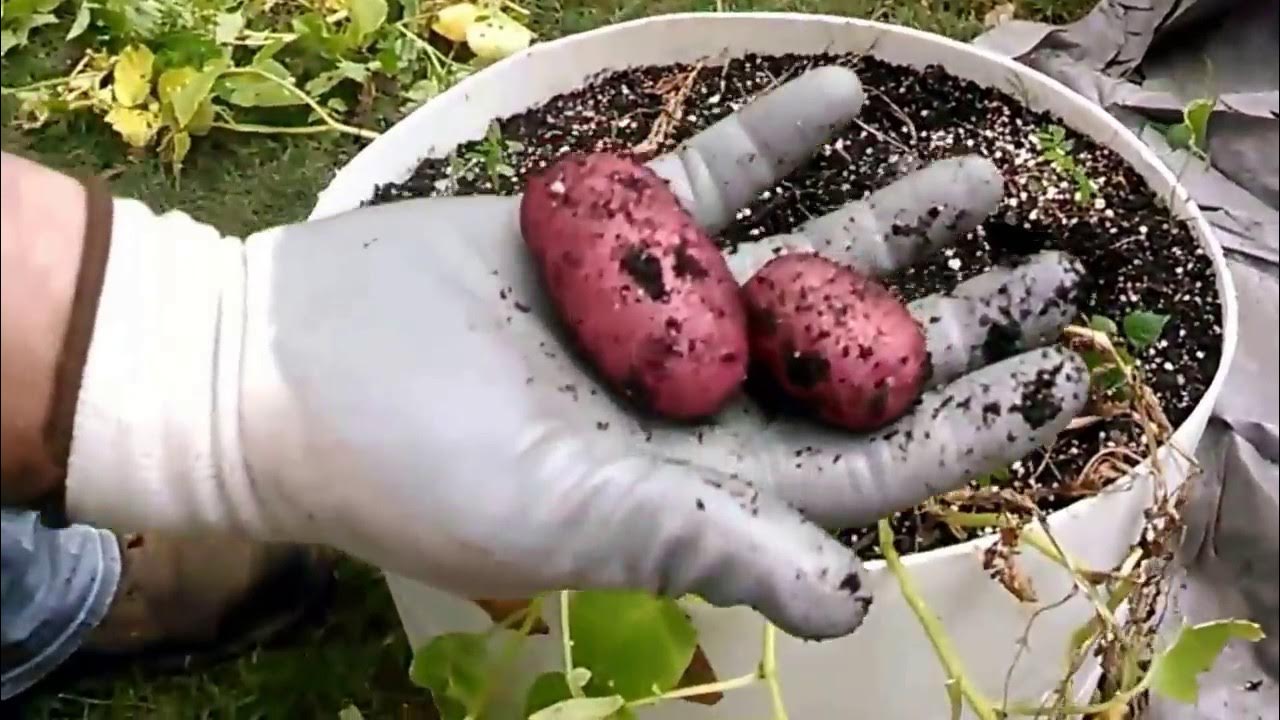 Harvesting Red Thumb fingerling potatoes from a container 2017. YouTube