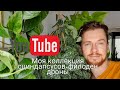 Моя полная коллекция сциндапсусов+филодендроны