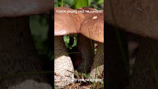 виды грибов #грибы #shorts #instagramyoutube #instavideo #уроки #топ #историяизжизни #юмор