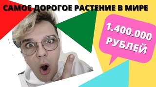 ШОК! АУКЦИОН на самое дорогое Растение в МИРЕ//Новинка шла по снега