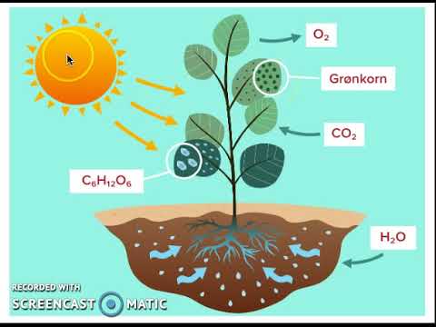 Video: Forskere Har Opdaget En Grundlæggende Ny Type Fotosyntese - Alternativ Visning