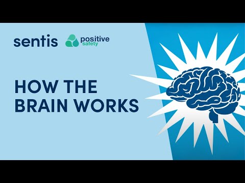 How The Brain Works