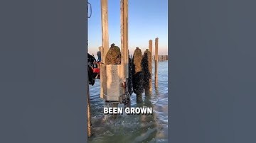 This machine harvests mussels! 😮👀  -  🎥 lepetitmoulier