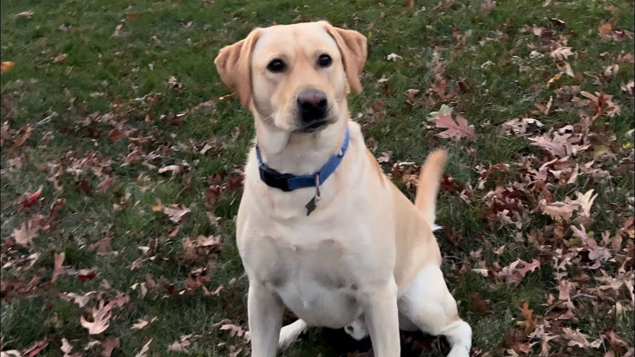 Very fast yellow lab playing fetch. - YouTube