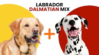 Labrador Dalmatian Mix AKA Labmatian