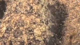 Spot the cuttlefish