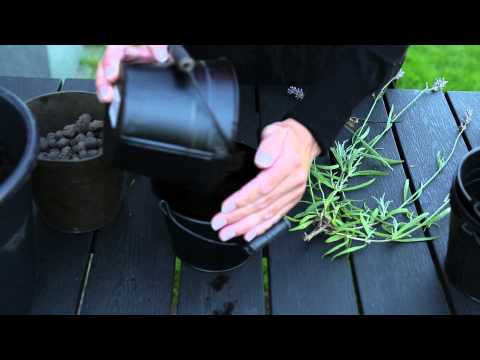 Video: Mosquito Plant Geranium - Sådan plejes Citronella Myggeplanter