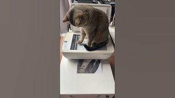 Funniest Cat Fails of All Time!