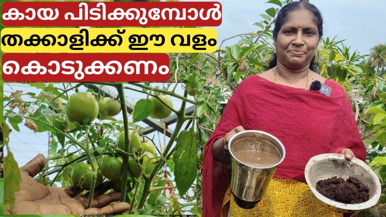 കായ പിടിക്കുമ്പോൾ തക്കാളിക്ക് ഈ വളം കൊടുക്കണം | Best fertiliser for tomato in fruiting | Malayalam
