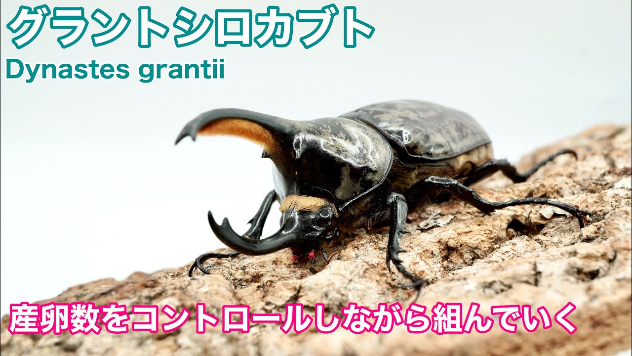 【グラントシロカブト】産卵数をコントロールしながらセットを組んで行く