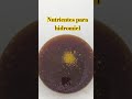 Nutrientes para Hidromieles #beer #cerveza #hidromiel