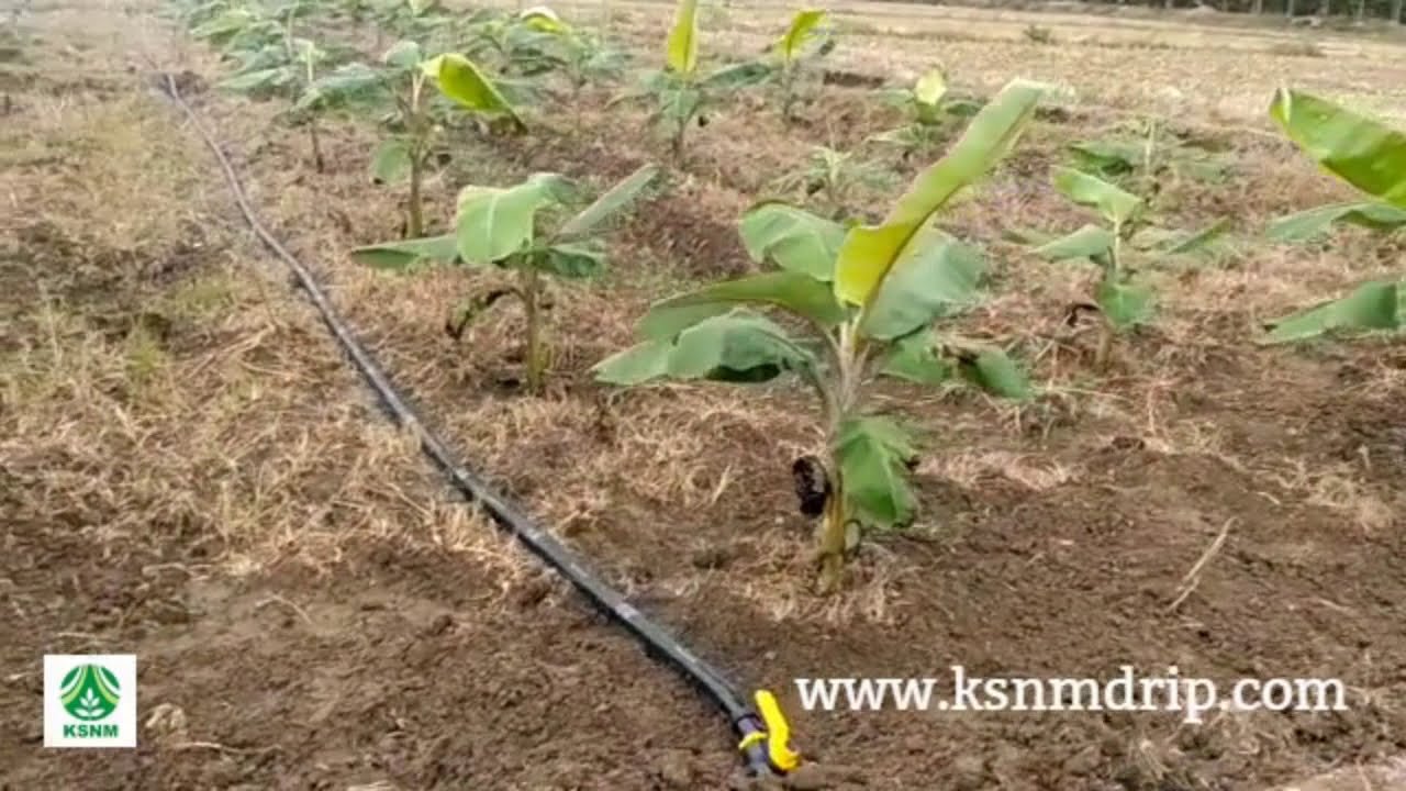 KSNM Rain Pipe used in Banana field