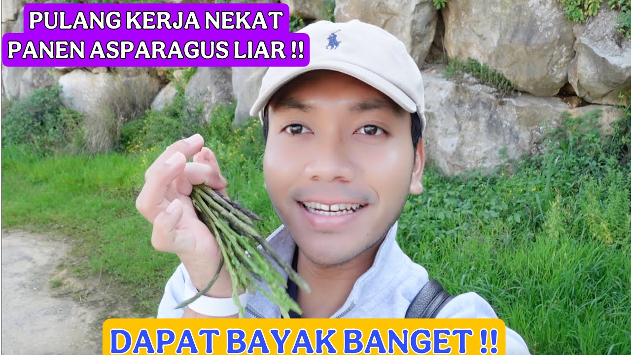 PANEN ASPARAGUS LIAR PERDANA!! PULANG KERJA NEKAT KE HUTAN!! DAPAT BANYAK !!