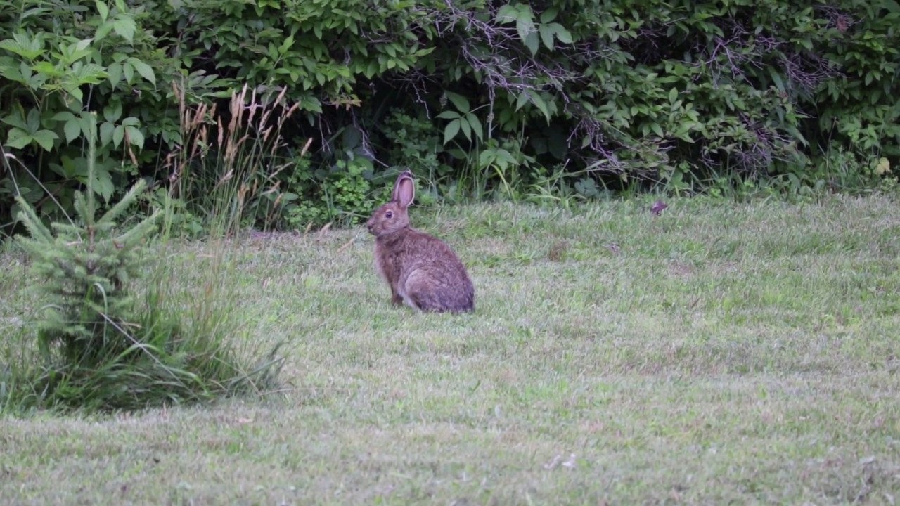 A Snowshoe Hare in Maine YouTube