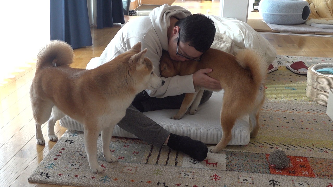 お泊まり会中にパパが…そんな時柴犬は優しく寄り添いました