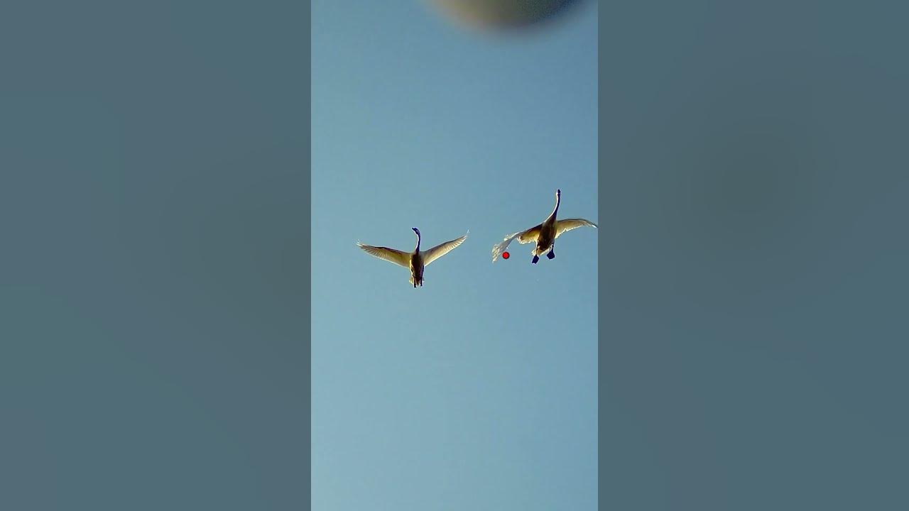 Entenjagd in Sachsen hunterbrothersofficial Hunt on Demand Trailer