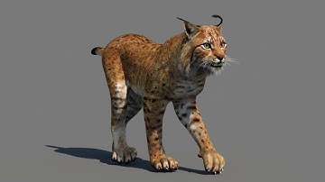 Animated Lynx 3D Model for Download | PROmax3D