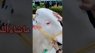 بیل قربانی #increasesusbcribers