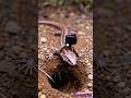 Worm Lizard POV: Inside a Hidden Underground Tunnel System (Realistic Wildlife Footage)