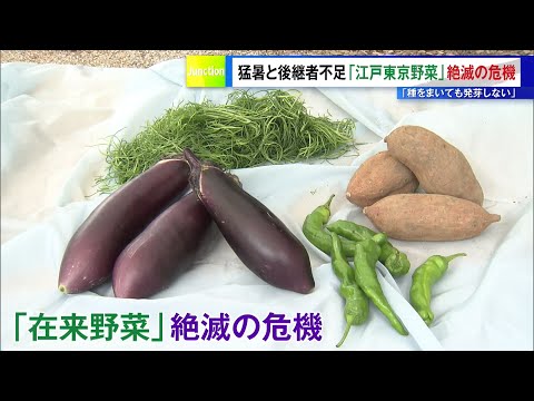 Extreme Heat and Lack of Successors: 'Edo-Tokyo Vegetables' on the Brink of Extinction - "Seeds W...