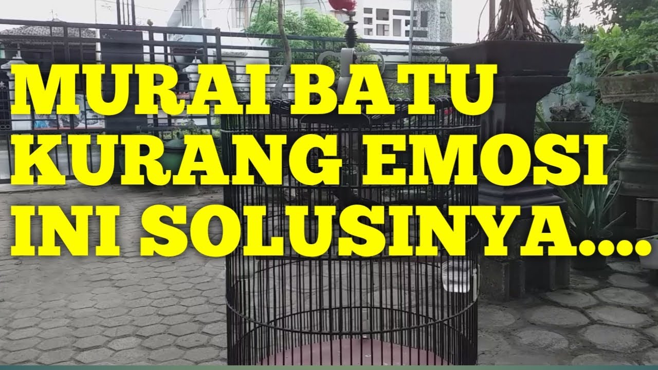 Cara Meningkatkan Emosi Murai Batu - Youtube