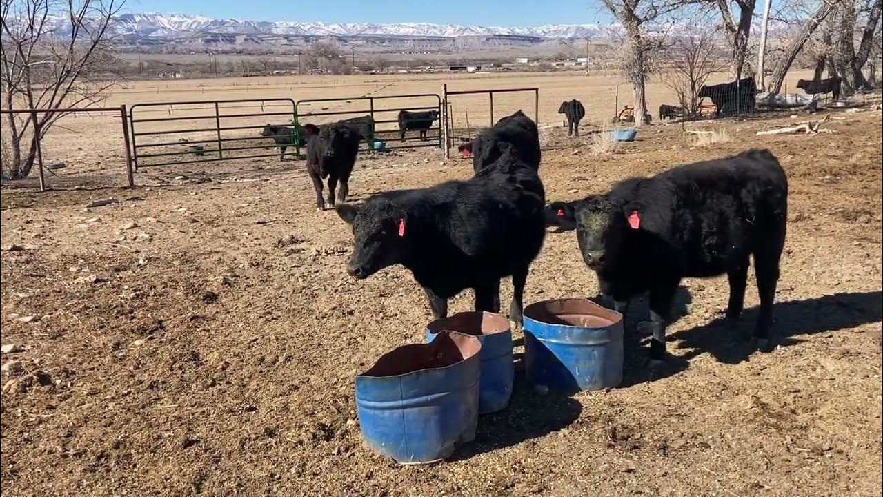 Feeding calves corn YouTube