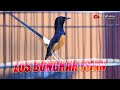 GACOR DOR | murai ISIAN MANTAP gaya main MENANTANG |  shama bird song
