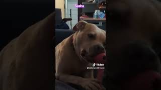 Sasha - Big Scary Pitbull