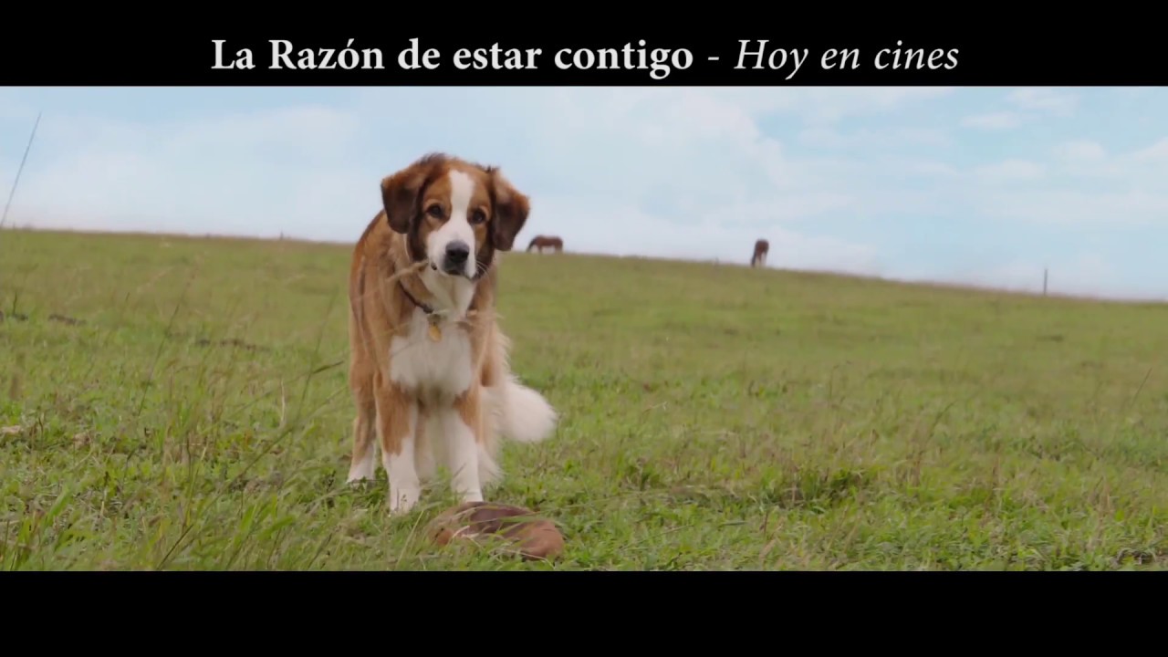 Tus mascotas tienen una razón en sus vidas