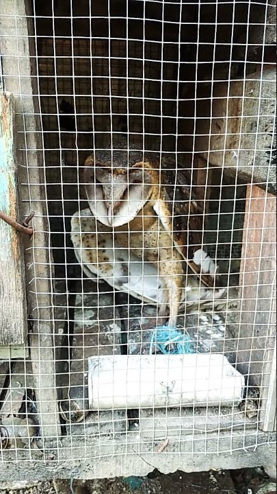 Burung Kokok beluk #Shorts