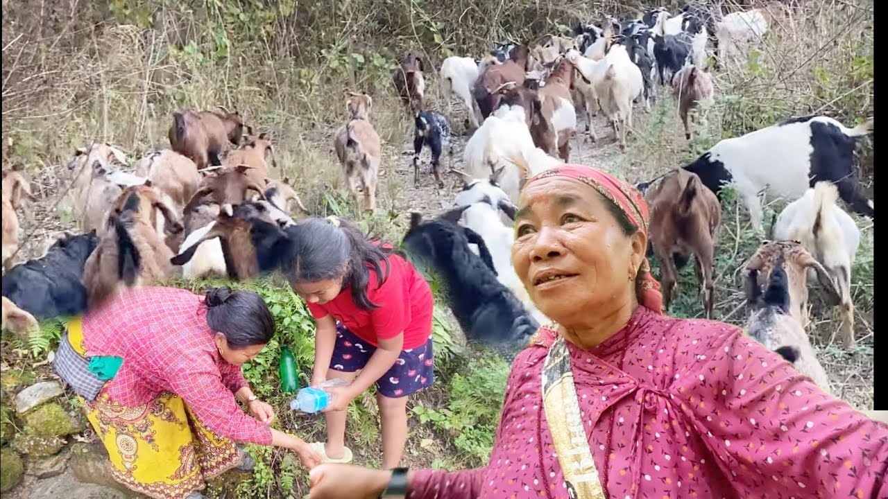 NATINI SANGA GOTHALO AJA PANI